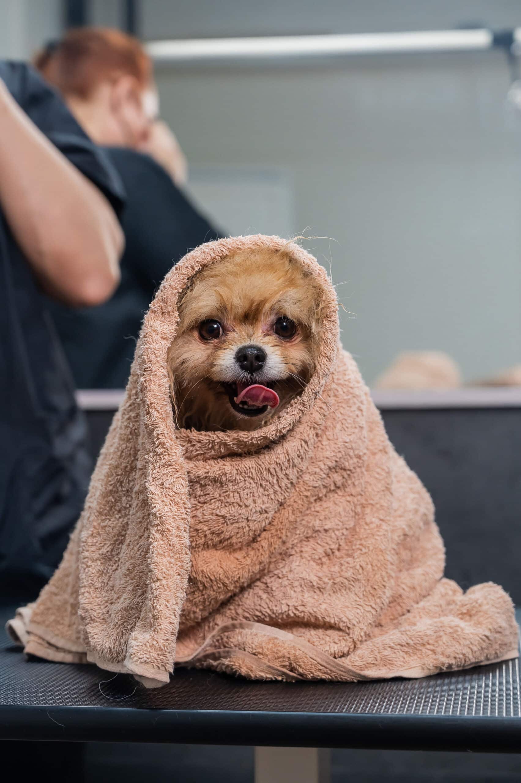 A small dog sits on a table wrapped in a brown towel, with its tongue out, after a bath at a grooming salon.