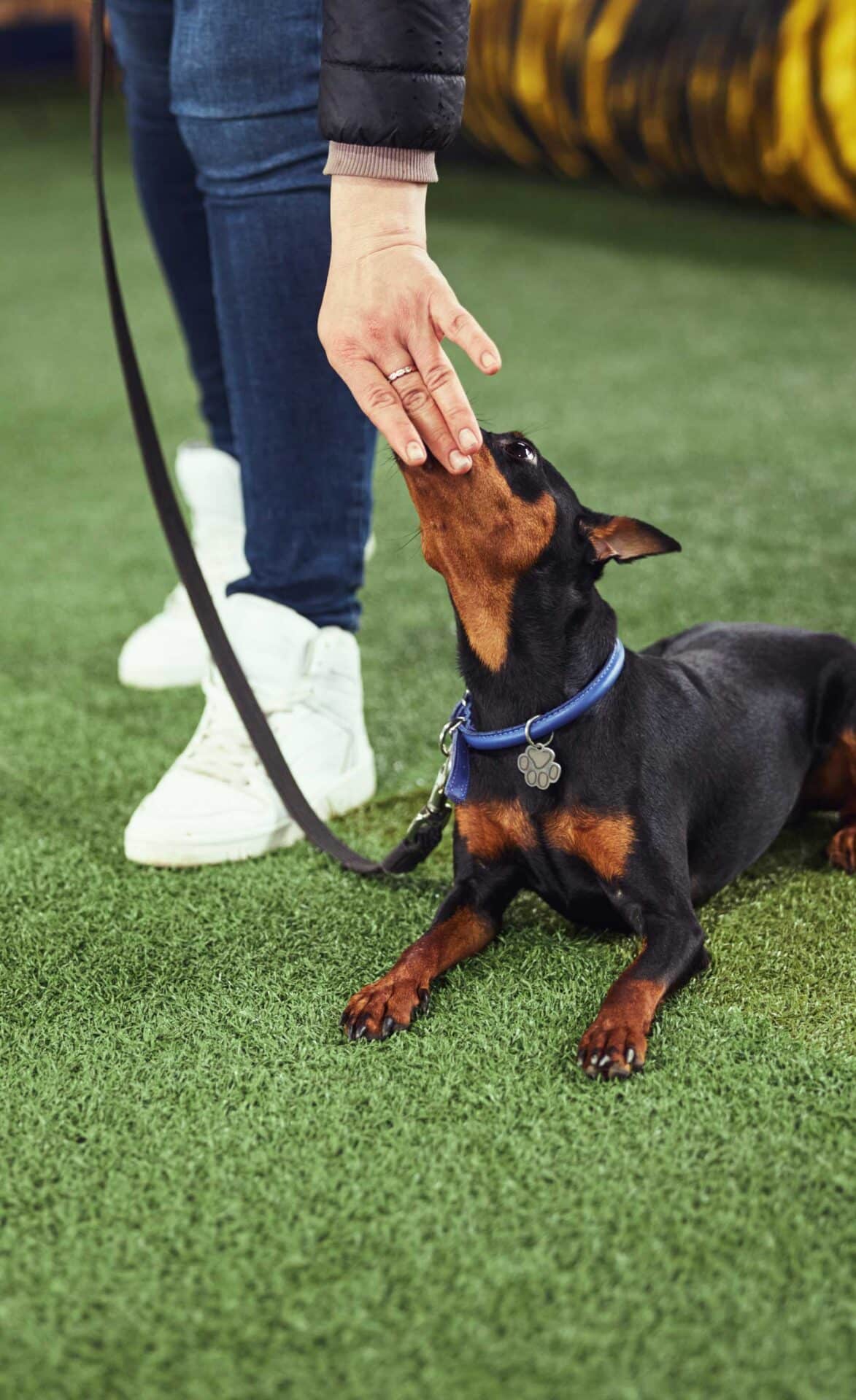 Board and Train Program