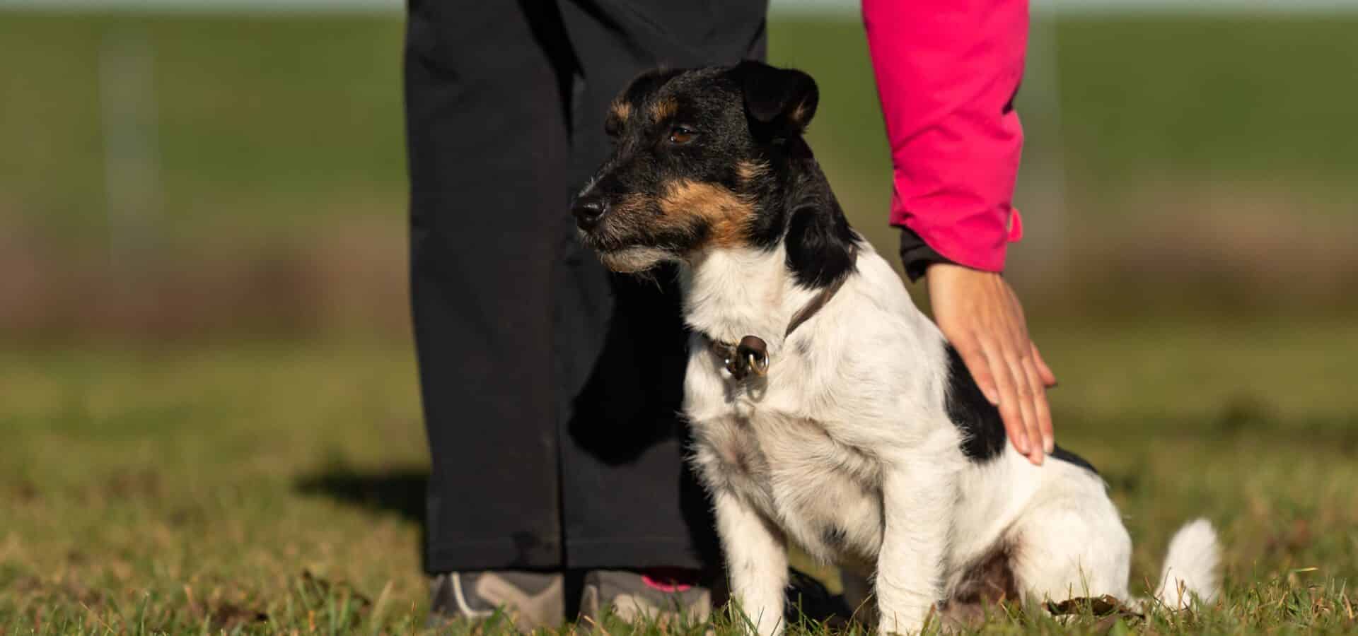 Focused Training Lessons – Onsite (For Boarding or Daycare Dogs)