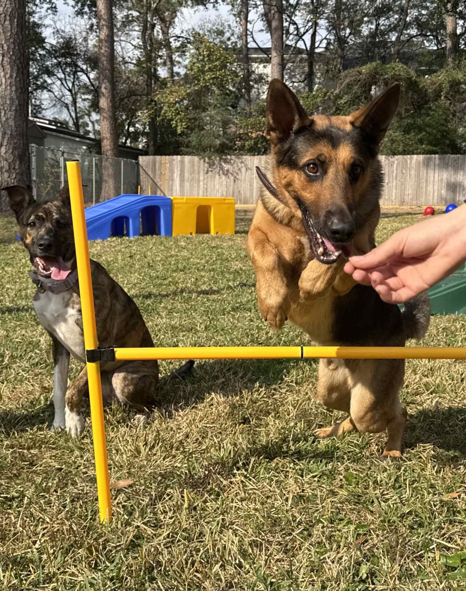 A German Shepherd jumps over a yellow hurdle while another dog sits nearby on grass; a hand holds a treat in front of the jumping dog.