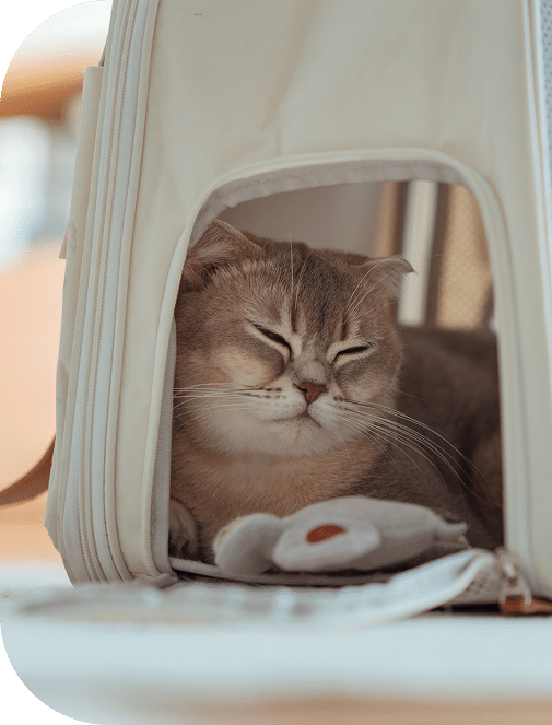 A gray cat rests inside a beige soft-sided pet carrier with its eyes closed, next to a small plush toy.