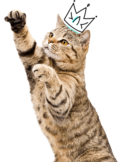 A tabby cat standing on its hind legs with front paws raised, wearing a simple illustrated crown on its head.
