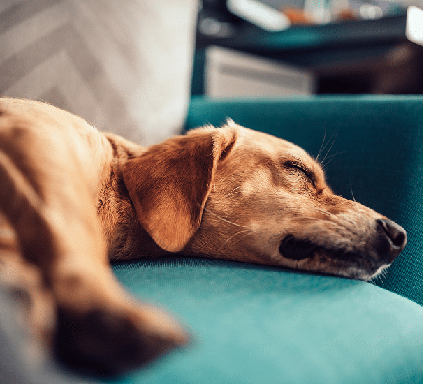 A brown dog is sleeping on a teal-colored couch.