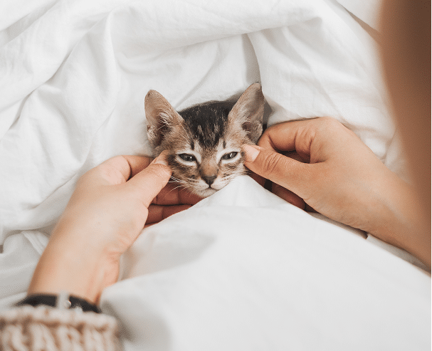 A small tabby kitten lies on a bed under white blankets, with a person gently holding its face with both hands.