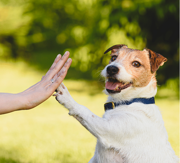 A small dog wearing a collar touches a person's hand with its paw outdoors, as if giving a high five.