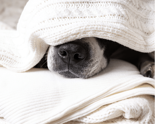 A dog's nose and mouth are visible peeking out from under a white knitted blanket, lying on a bed or soft surface.