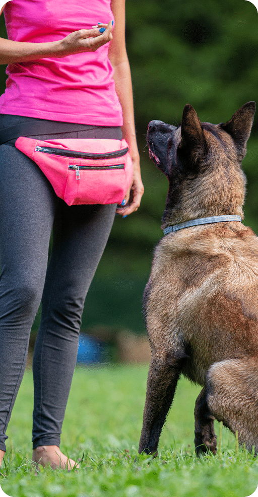 A person in leggings and a pink top stands outdoors with a pink waist bag, training a large brown dog that is sitting and looking up at them.