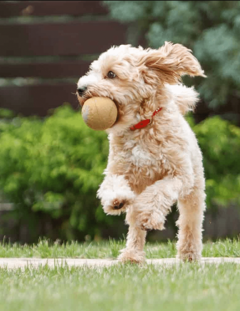A small, curly-haired dog with a red collar runs on grass while holding a tennis ball in its mouth.