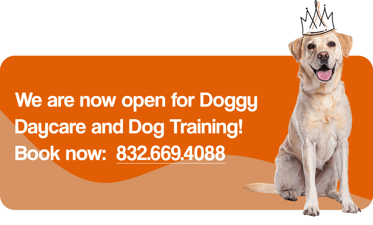 A dog sitting on an orange background.