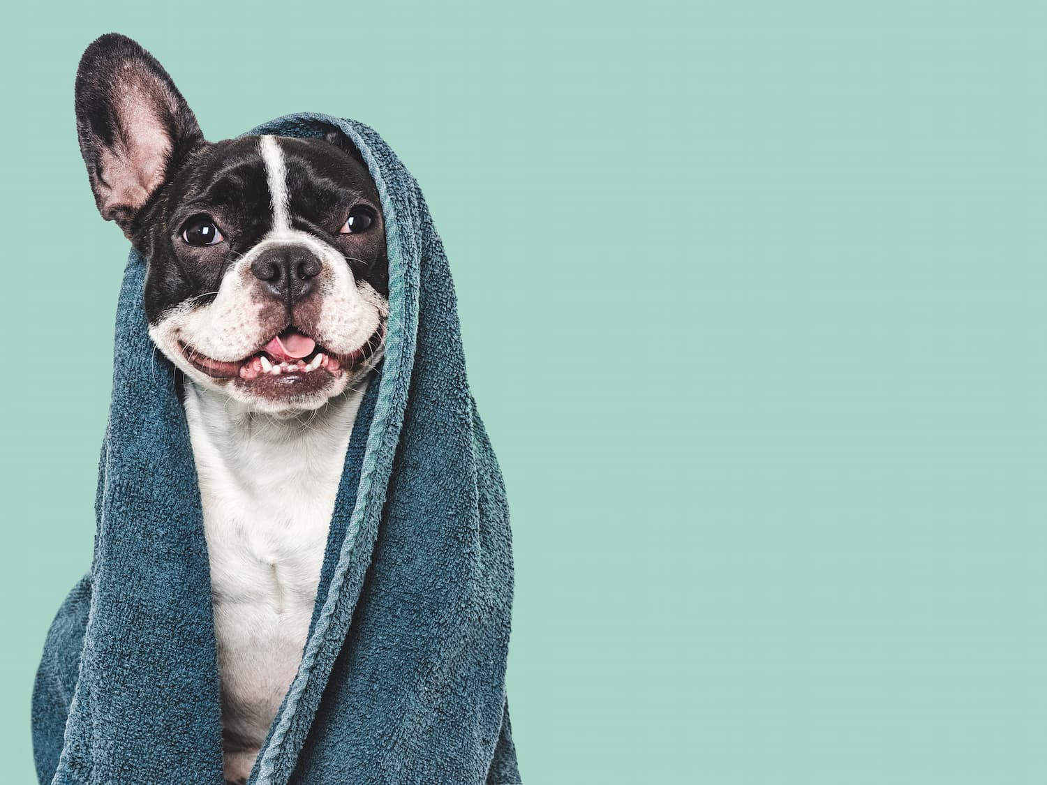 A French Bulldog sits with a blue towel draped over its head and shoulders, in front of a plain light teal background.